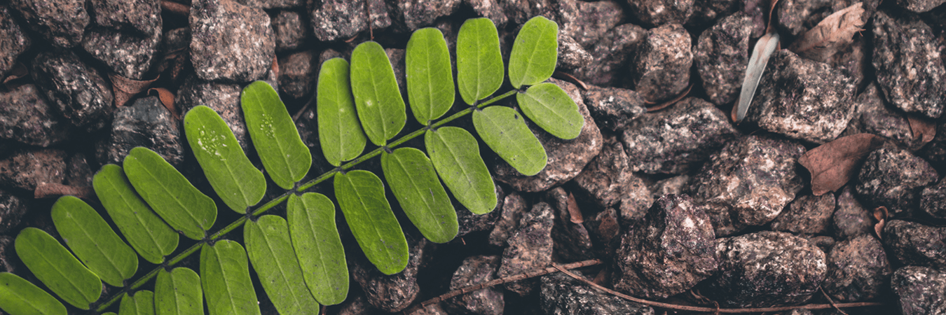 productos de limpieza ecologicos